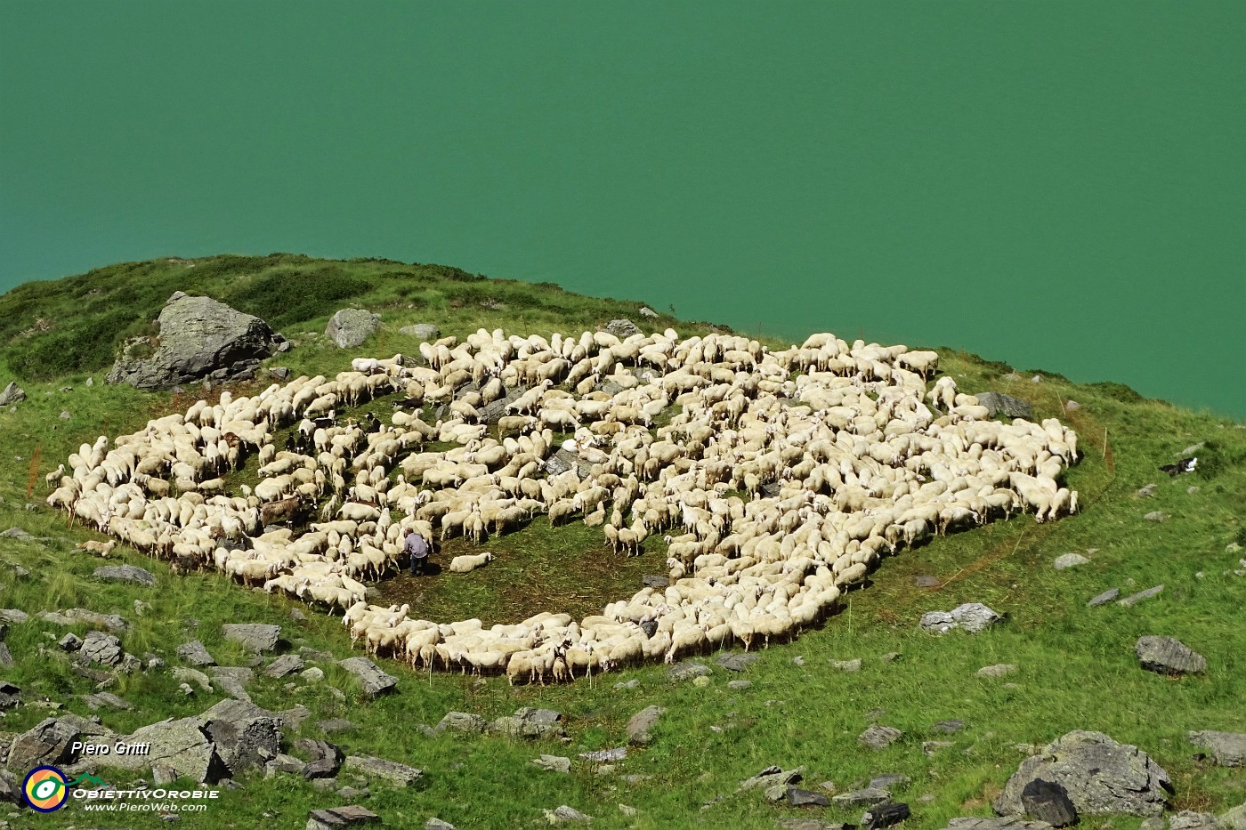 31 Gregge al pascolo in riva al lago.JPG